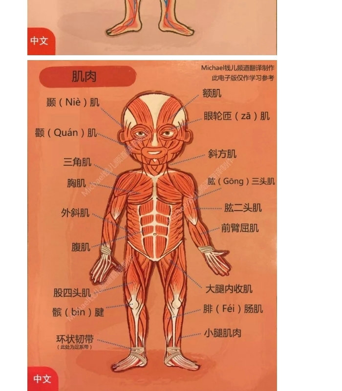 76片磁性贴法国janod人体拼图