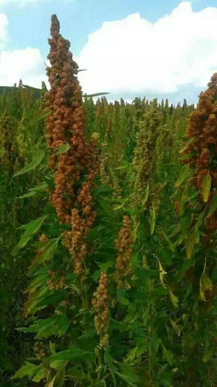 2017年秋天,藜麦快要成熟的样子