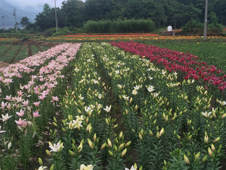 原生态种植没有硫酸熏制的象山新鲜百合 还带着泥土的气息