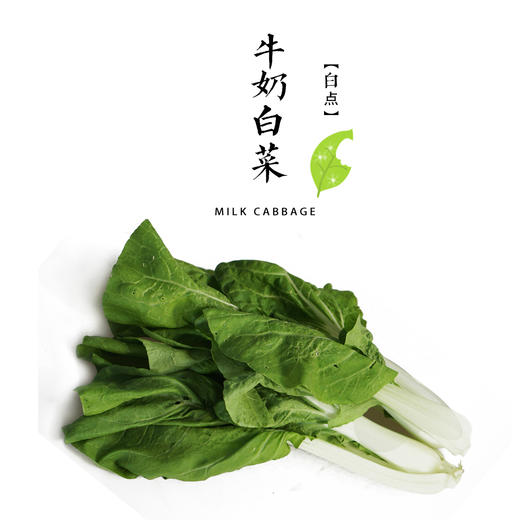 牛奶白菜 400g(白点)