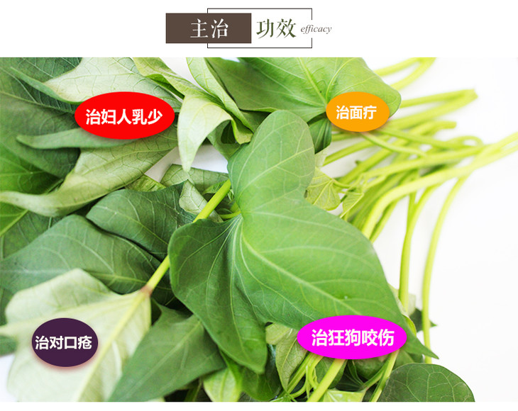 红薯藤