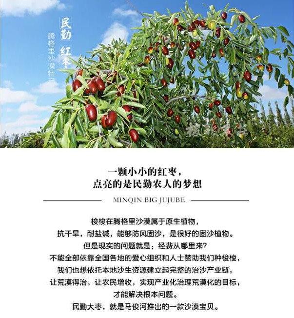 基地包邮 | 生态红枣3斤(无化学处理)甘肃民勤 梭梭农庄