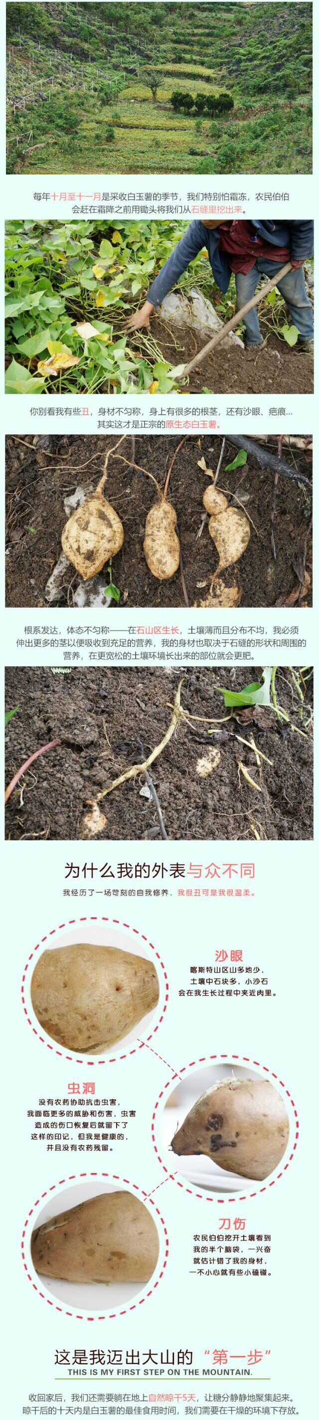 广西长寿之乡高山白玉薯5斤装新鲜粉白肉薯地瓜