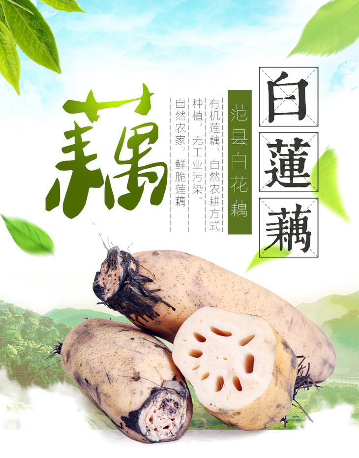 助农河南范县有机白花藕5斤装