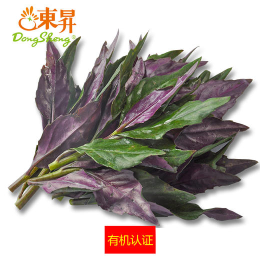 东升农场有机紫贝菜青菜广州供港蔬菜新鲜配送200g