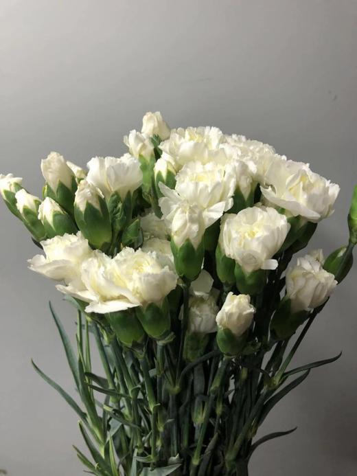 多头康乃馨白色 哈尔滨中山鲜花批发