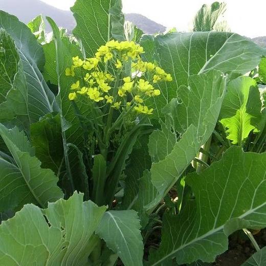 迟菜心 广东惠州特石有机农业【不发广东省外】