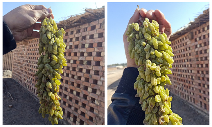 新疆葡萄干串整枝条葡萄干500g绿宝石无核白自然风干孕妇儿童零食