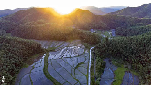 农禅61曹山生姜疆御百邪的农禅生姜王安石曾在字说里说姜能疆御百邪