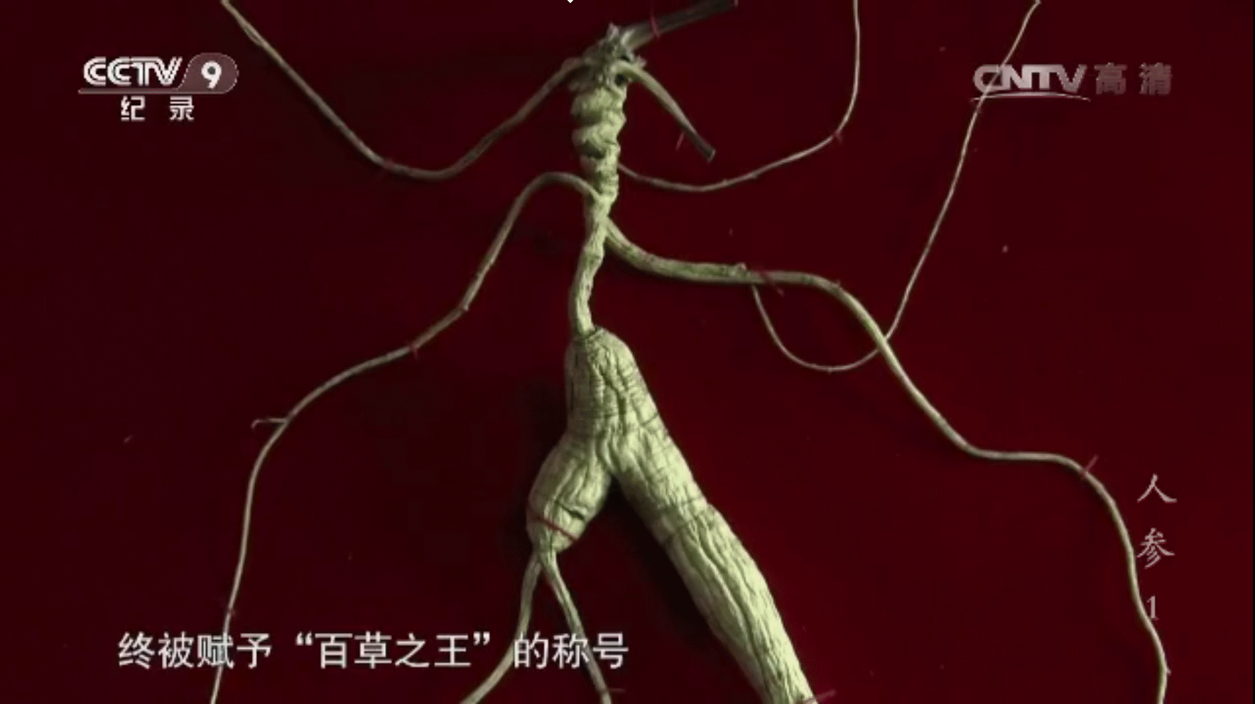 长白山鲜人参上等补品补五脏安精神参浆浓厚肉质肥嫩颗颗细选