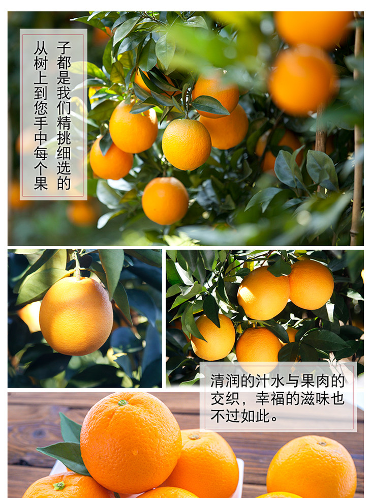 包邮黄金橙毛重10斤