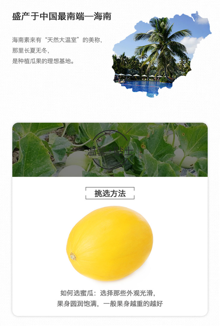 【时令单品】a级-金美人蜜瓜1.2-1.5kg - 百果园团购