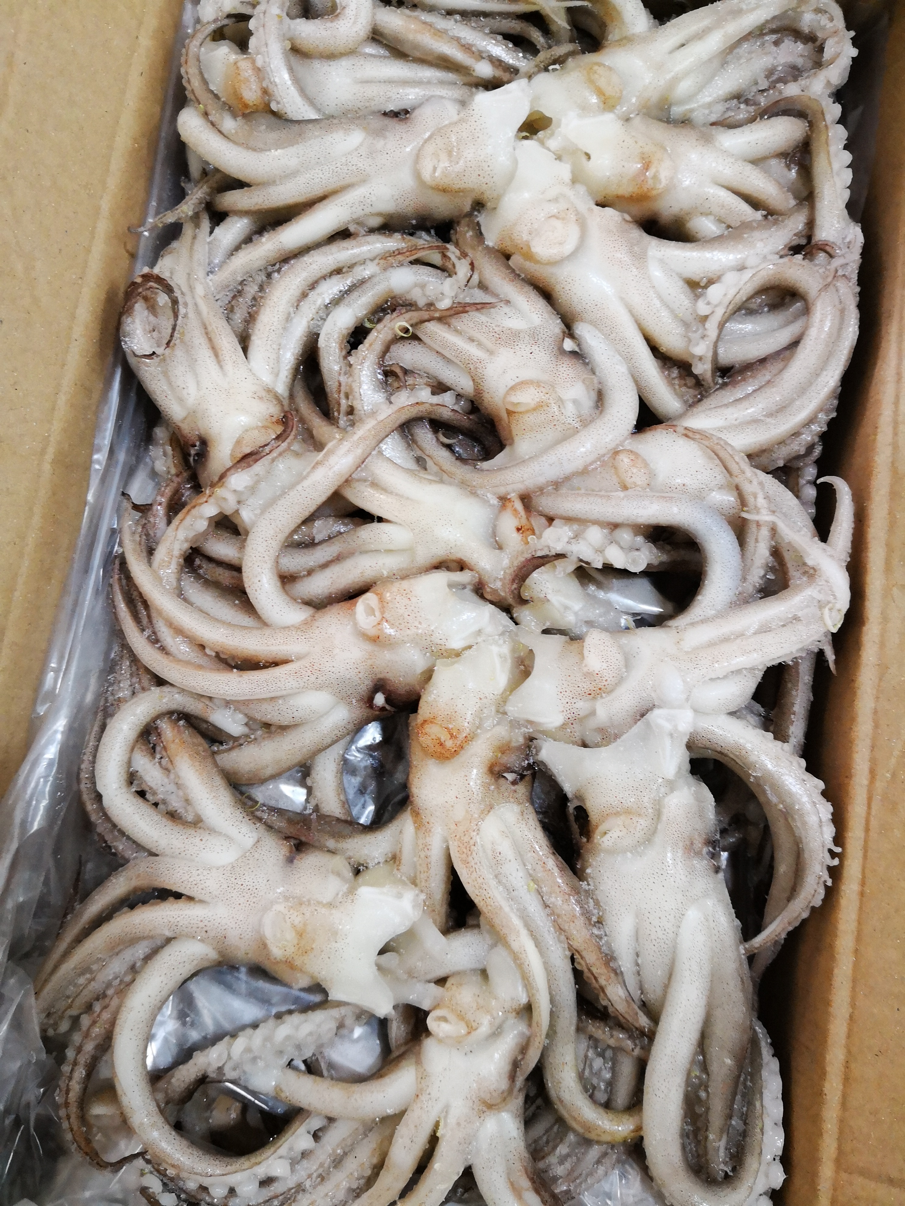 冰鲜冻鱿鱼