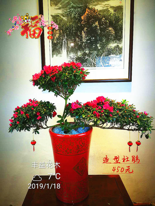 造型杜鹃花(免运费请联系客服)