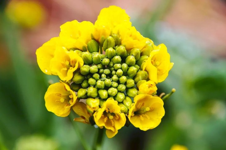 2月臻享活动|访明清古村落,摄莲湖油菜花海