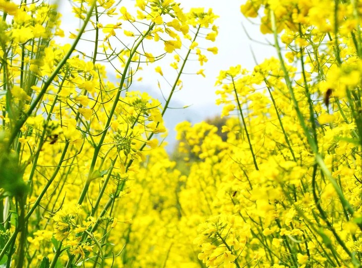 2月臻享活动|访明清古村落,摄莲湖油菜花海