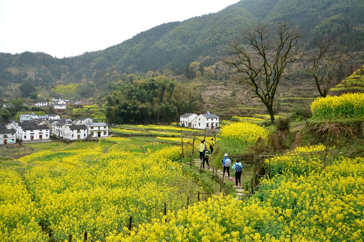 住山顶);探秘天上人间古村落:木梨硔,赏祖源八卦油菜花海