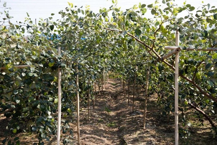 50亩青枣种植地 远处看去一大片都是清新的绿色 光是