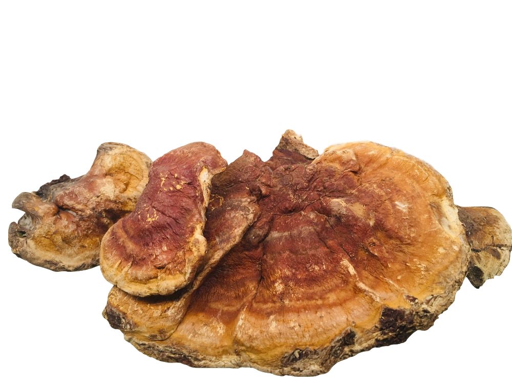 野生白肉灵芝