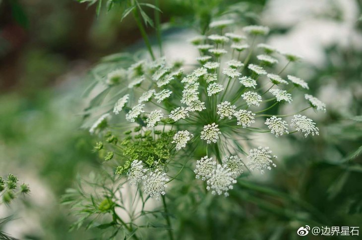 阿米芹/蕾丝花 白色 吸引昆虫 适合做切花