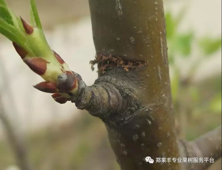 注意,不能将发枝素涂抹到刻芽伤口处!