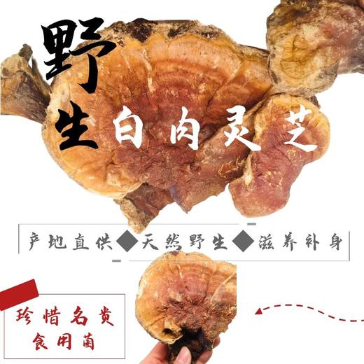 野生白肉灵芝