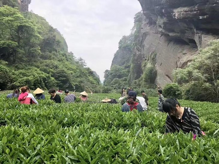 御君阁 武夷山正岩肉桂大红袍 2018年春茶 罐装/礼盒装