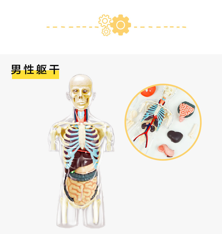 下架酷奇玩具4dmaster解剖模型人体2款立体diy手工摆件
