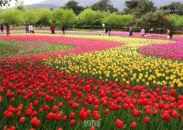 妈网春游330331大巴接送昆山郁金香文化节绝美郁金香花海周末带上家人