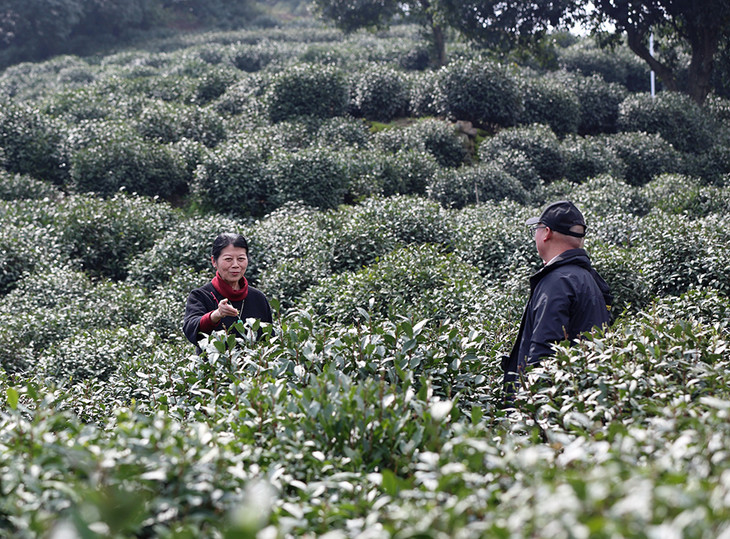 明前头采西湖龙井 贵在一个早 贵在一个鲜 贵在一个正宗地道