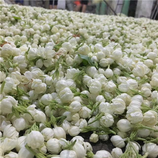 (上图)经过摊晾后的茉莉花骨朵,已经轻开香唇,这就需要进入下一步的