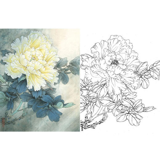 李晓明工笔花鸟白描底稿牡丹天香夜染衣斗方小品册页k032
