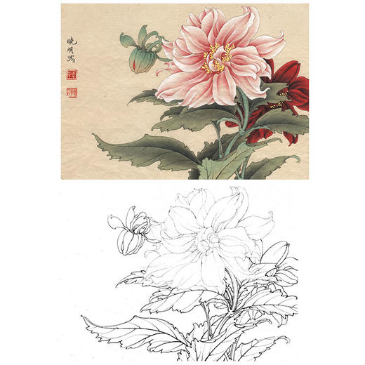 李晓明工笔花鸟白描底稿菊花大丽菊斗方小品册页k102