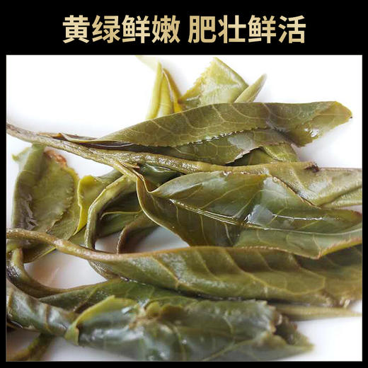 2019春茶普洱茶生茶巴达山古树普洱茶云南普洱生茶饼