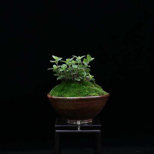 植觉日本惊草书房桌面阳台庭院植物趣味盆栽景观孤品日本惊草