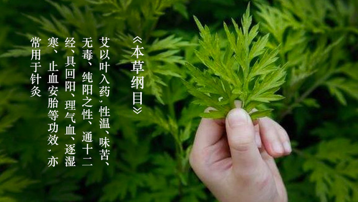 泡脚祛寒湿,首选药材当然是蕲艾.