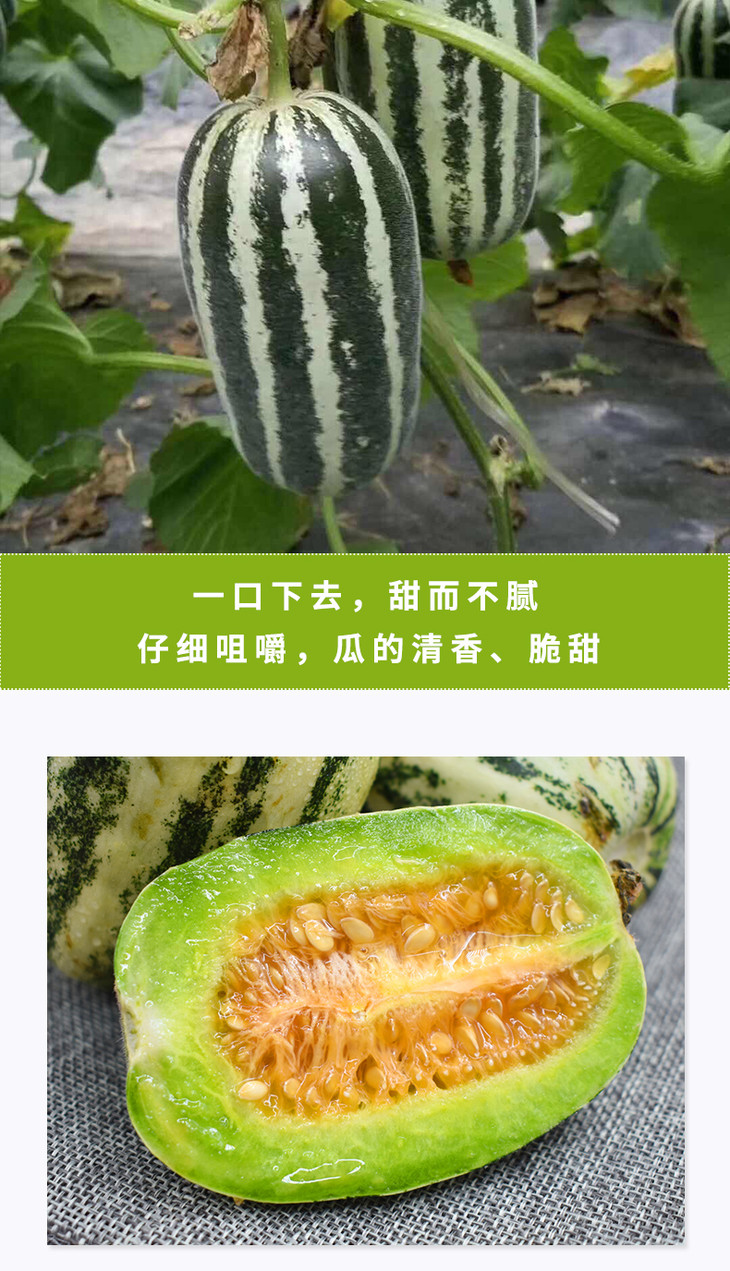 山东聊城莘县博洋9蜜瓜皮薄肉厚清甜可口5斤包邮