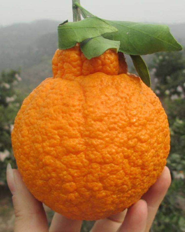 丑橘