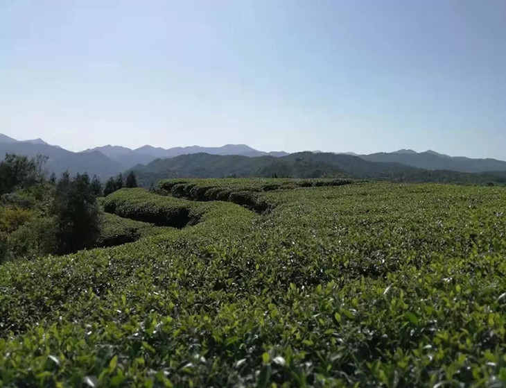 茶香记 荒香牡丹茶饼2018 白茶 福鼎潘溪 荒野 原料等级高 甘甜顺滑