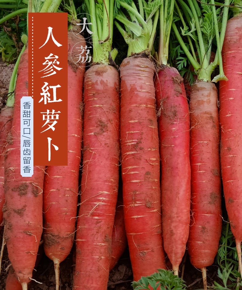 陕西大荔沙地水果胡萝卜,生吃新鲜红心脆甜沙窝红萝卜蔬菜大约500g