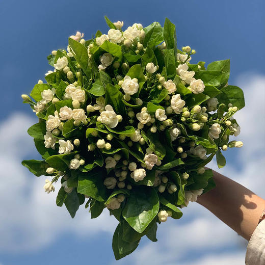 【茉莉花】飘香怡人·好一束美丽的茉莉花「小清新,芳香四溢」