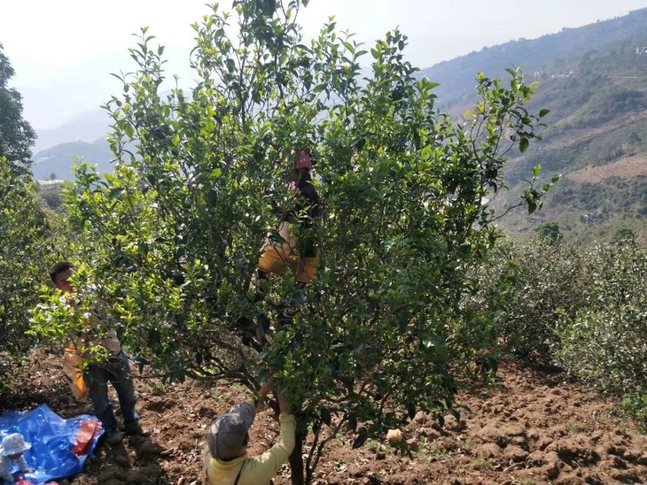 大箐古树茶定制挑树单采仅余2公斤量普洱茶生茶头春2019dq001