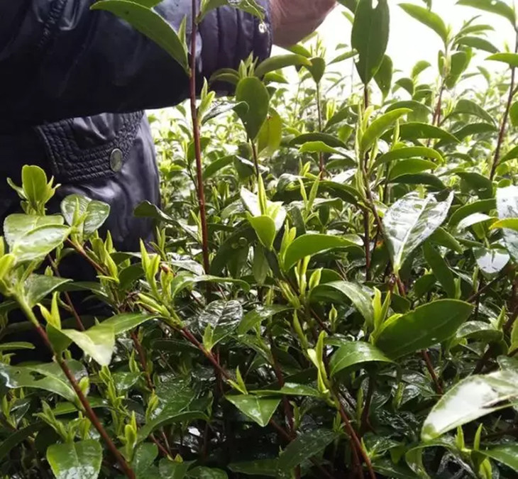 茶香记 雨前安吉白茶2019年 氨基酸 绿茶 雨前茶 鲜爽