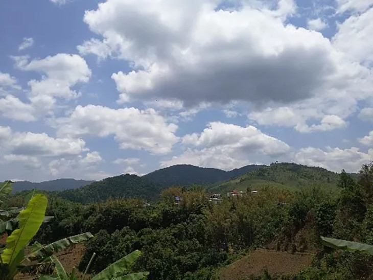茶香记 滑竹梁子古树黄片2019年 古树气息 花蜜香饱满持久 耐泡甘醇