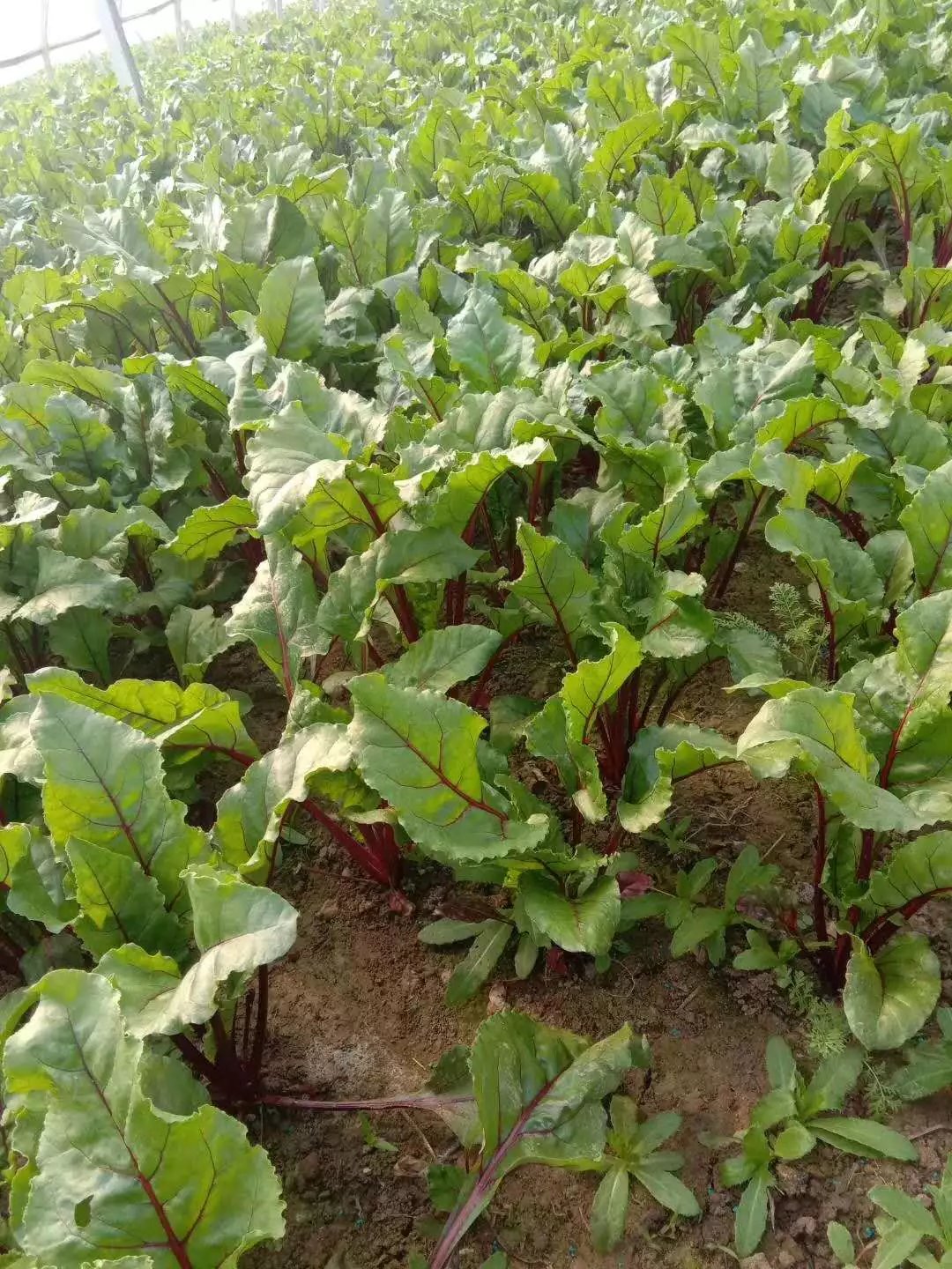 江苏新鲜甜菜根5斤装源产地直供现挖现发营养丰富做法多样部分地区