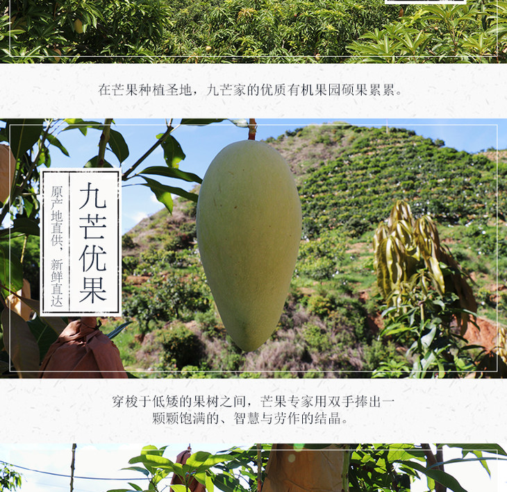 攀枝花芒果攀研二号当季新鲜芒果5斤箱有机种植绿色无公害无农残无