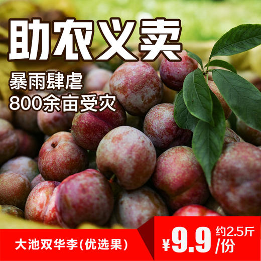 助农义卖大池双华李25斤仅需99元