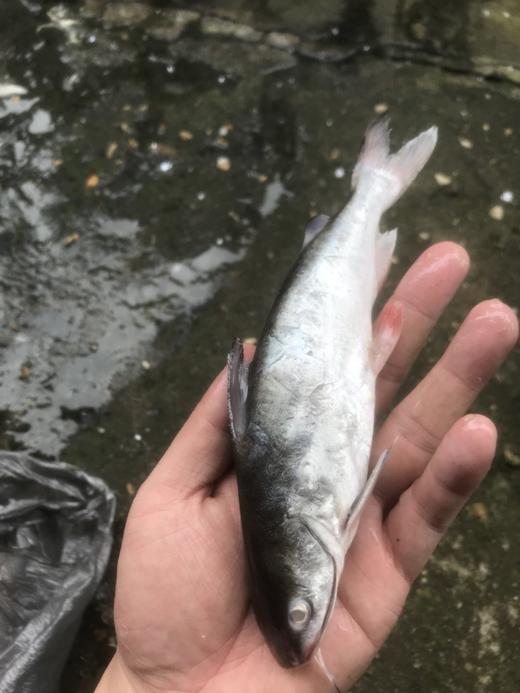 野生小赤鱼 无细刺 肉香嫩 可清煲 香煎 油炸