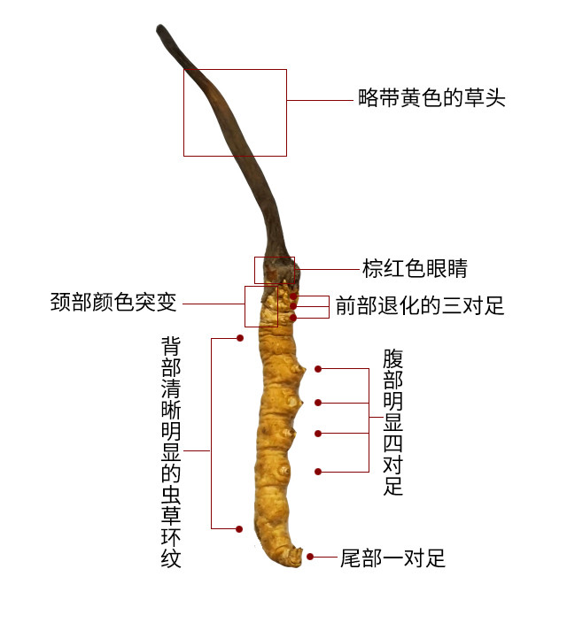 咏芝元冬虫夏草冻干虫草2021年新草买10袋送1袋