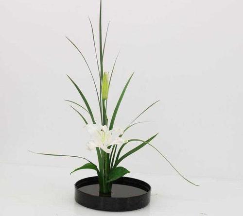 叶材花边龙文兰